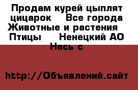 Продам курей цыплят,цицарок. - Все города Животные и растения » Птицы   . Ненецкий АО,Несь с.